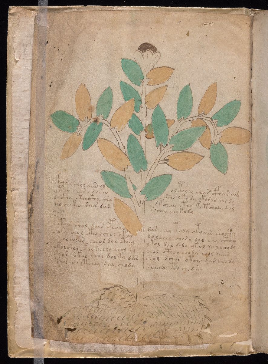 Voynich folio 1v: a branching plant-like drawing with green and ochre leaves, a flower, and writing around the stem.